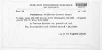 Phyllactinia fraxini image